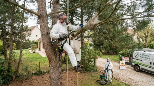 Spécialiste du traitement des chenilles processionnaires à 91 essonne : protégez votre santé et vos espaces verts