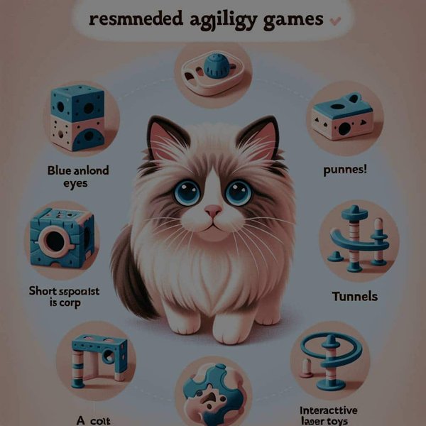 Quels jeux d'adresse recommandés pour un chat Snowshoe intelligent ?