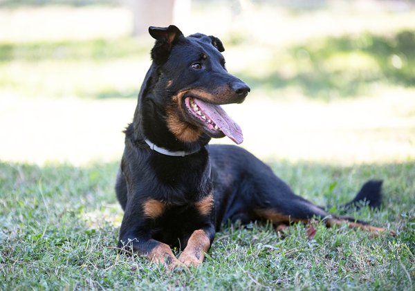 Les incroyables caractéristiques du beauceron à connaître